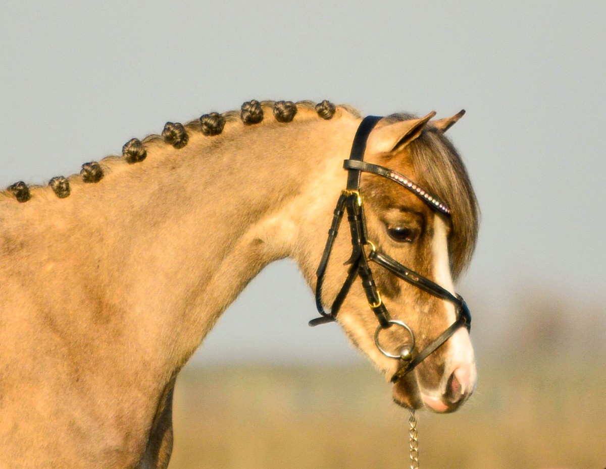 Groene bonen manipuleren Inwoner Burberry - Welsh pony - Stal Kampinga - verkoop pony's