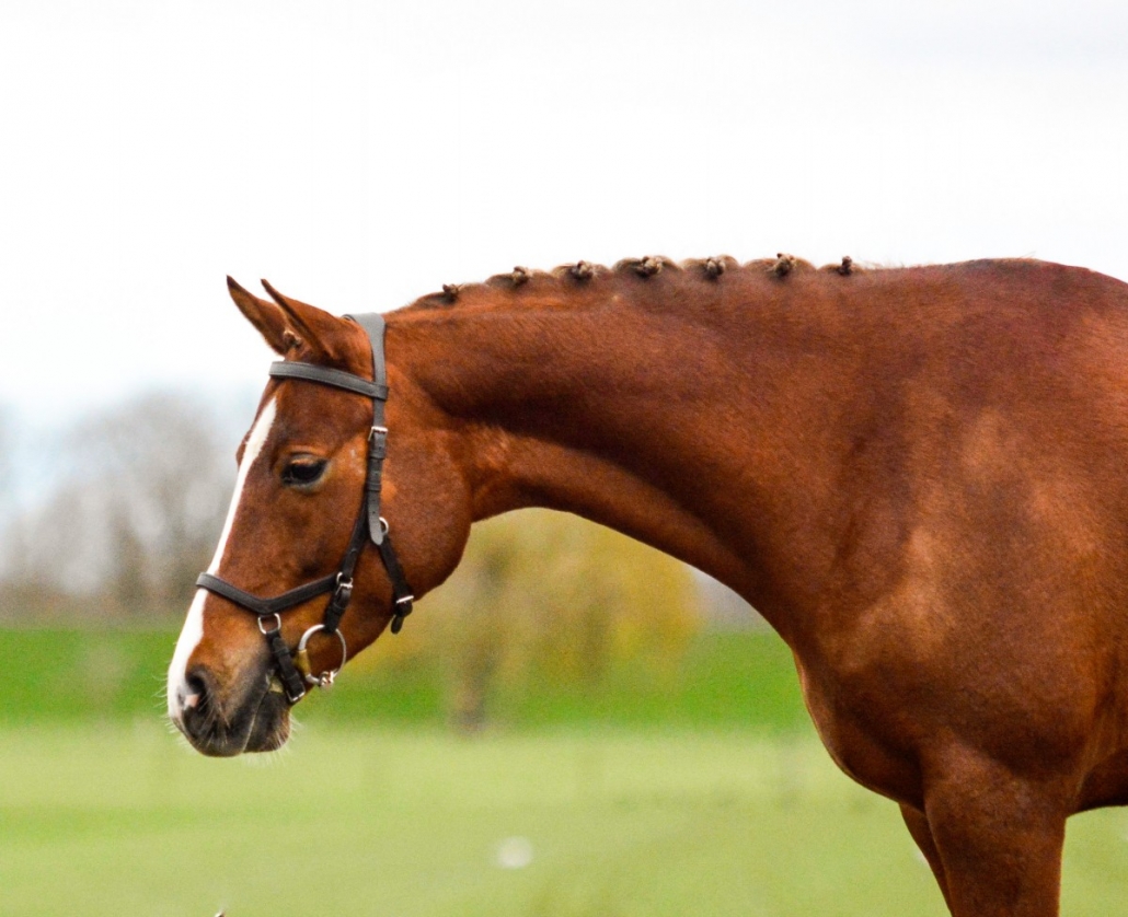 Kadans Stal Kampinga verkoop springpony te koop