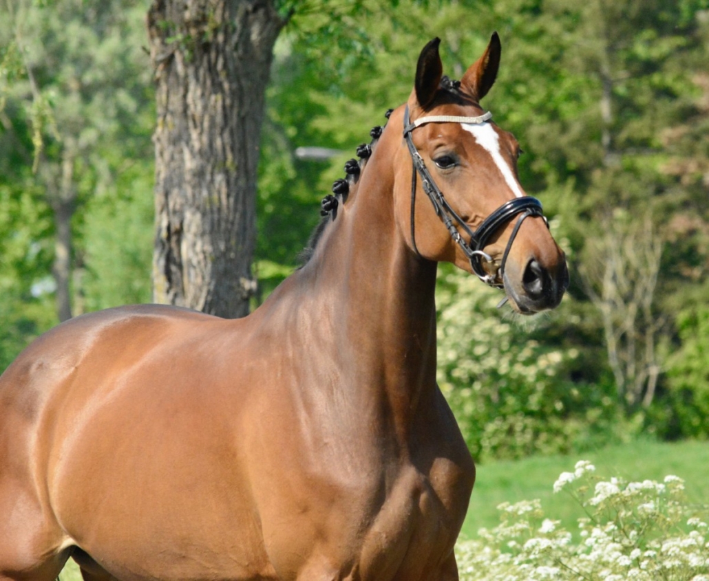 Verfrissend gevechten Onbevreesd Verkoop en bemiddeling van paarden en pony's