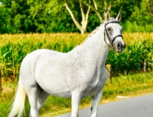 connemara pony