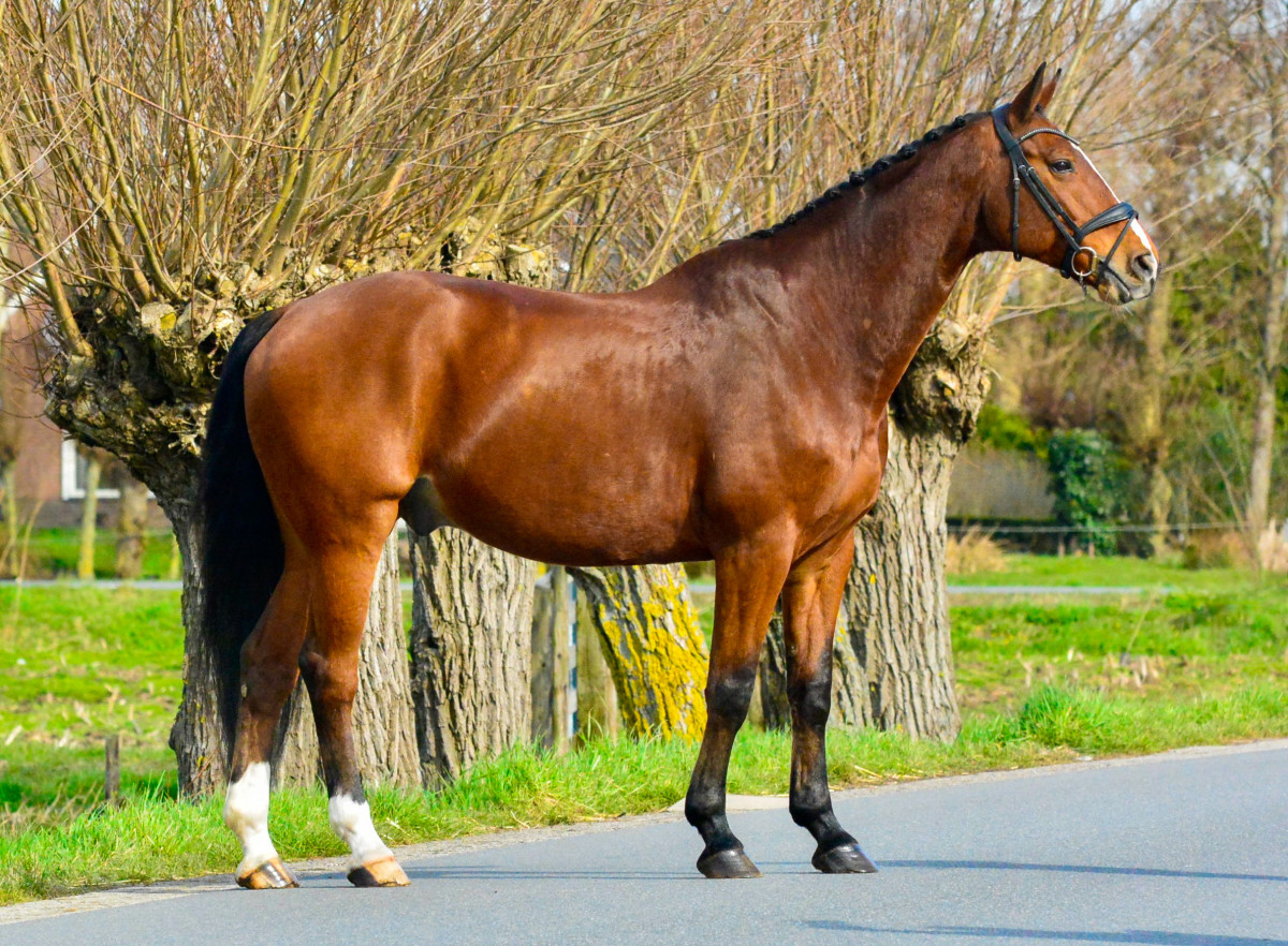 ga verder Ondeugd vertaler Verkoop en bemiddeling van paarden en pony's